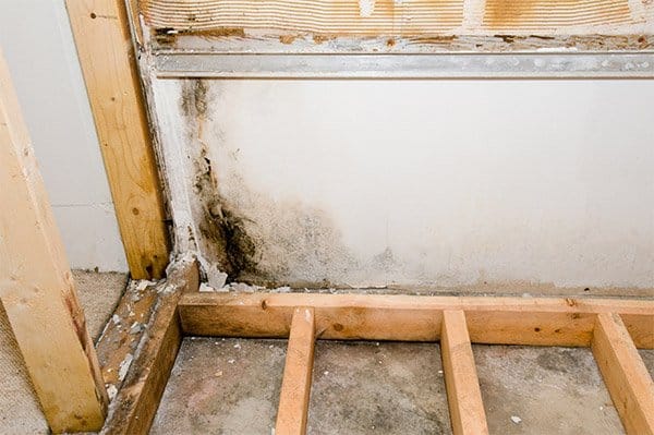 Does Mold Grow on Concrete?