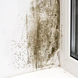 mold remediation